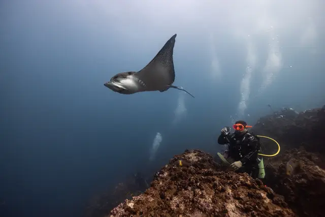 A spotted eagle ray glides by on a dive at Wolf Island, Galapagos. Did you know that eagle ray patterns are unique to each individual acting like a fingerprint to identify them? We can actually take photos (Photo IDs) of them to help document the population!💧 . #dive #galapagos #galapagosislands #scuba #scubadiving 