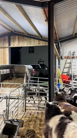 Last outing of the year 🤩😮‍💨 #sheep #yfcdoitbest #fyp #harrisonandhetherington #livestock 