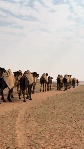 #sudiarabia #camel