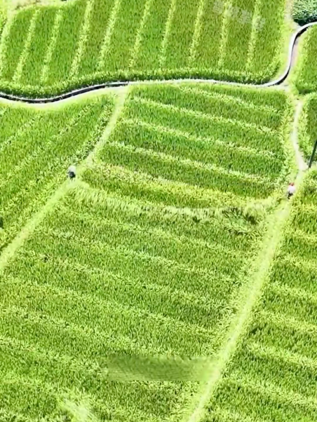 Así se cultiva el arroz en China: el proceso que alimenta a millones El cultivo del arroz en China sigue un sistema agrícola perfeccionado durante miles de años. Desde la germinación en semilleros hasta el trasplante en campos inundados, cada etapa cumple una función clave para proteger la planta y garantizar altos rendimientos. El control del agua, la maduración y la cosecha final convierten este proceso en uno de los más eficientes del mundo, esencial para la seguridad alimentaria global. #Agricultura #CultivoDeArroz #Arroz #ChinaRural #ProcesosAgrícolas #VidaEnElCampo #ProducciónDeAlimentos #CampoAsiático