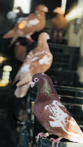 #pigeons #meulemane