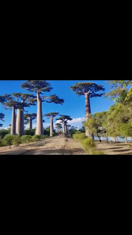 猴面包樹大道 世界名画:猴面包树大道#感受大自然的气息和美景 #非洲 #生活随拍记录美好瞬间 #madagascar  #马达加斯加