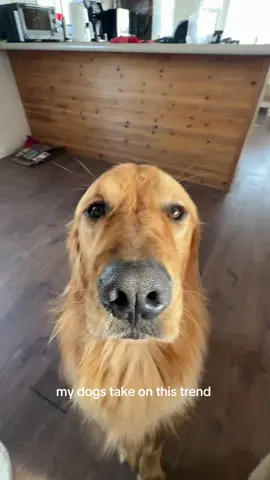 Mater crushed it #goldenretriever #dogtok 