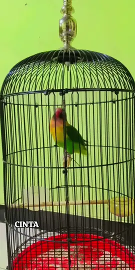 #lovebirdngekekpanjang #pancinganlovebirdngekek #lovebirds❤️❤️ #burunglovebirdgacor #lovebirdngekek 
