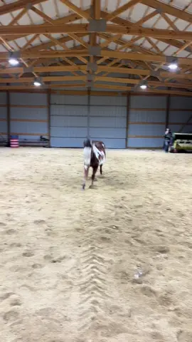 The kids having a little fun in the are arena #babyhorse #horses #fyp #painthorses #playing