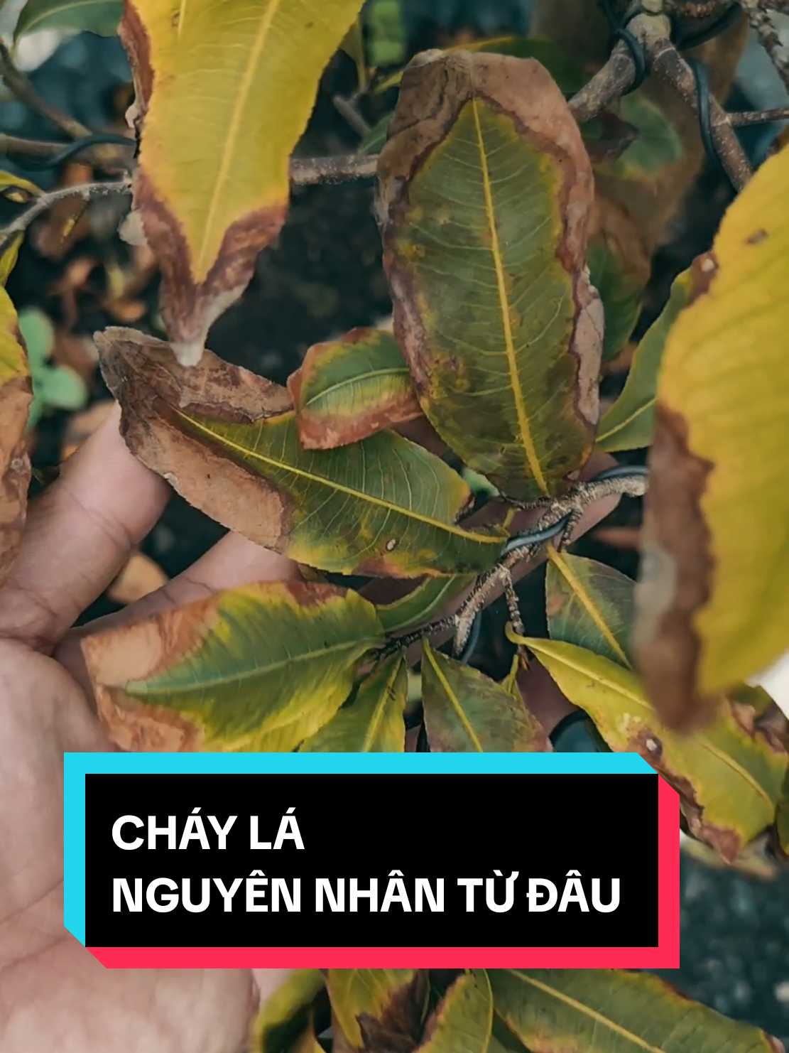 Đây là cách xử trí cháy lá, vàng lá do nấm, tuyến trùng, đen rễ #maivang94 #maivang #pac20 #trichoderma #chaybiala 
