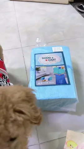 Tả lót khay vệ sinh #xuhuongtiktok #xuhuong #poodle #cunyeu #thucung 