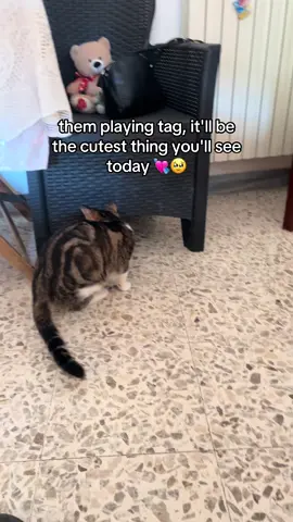 ❤️❤️❤️ #cat #playtime #catlover #merryxmas #f 