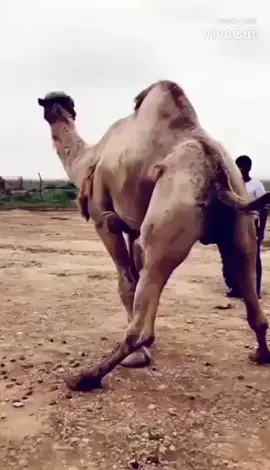 الابل#الابل_عطايا_الله 