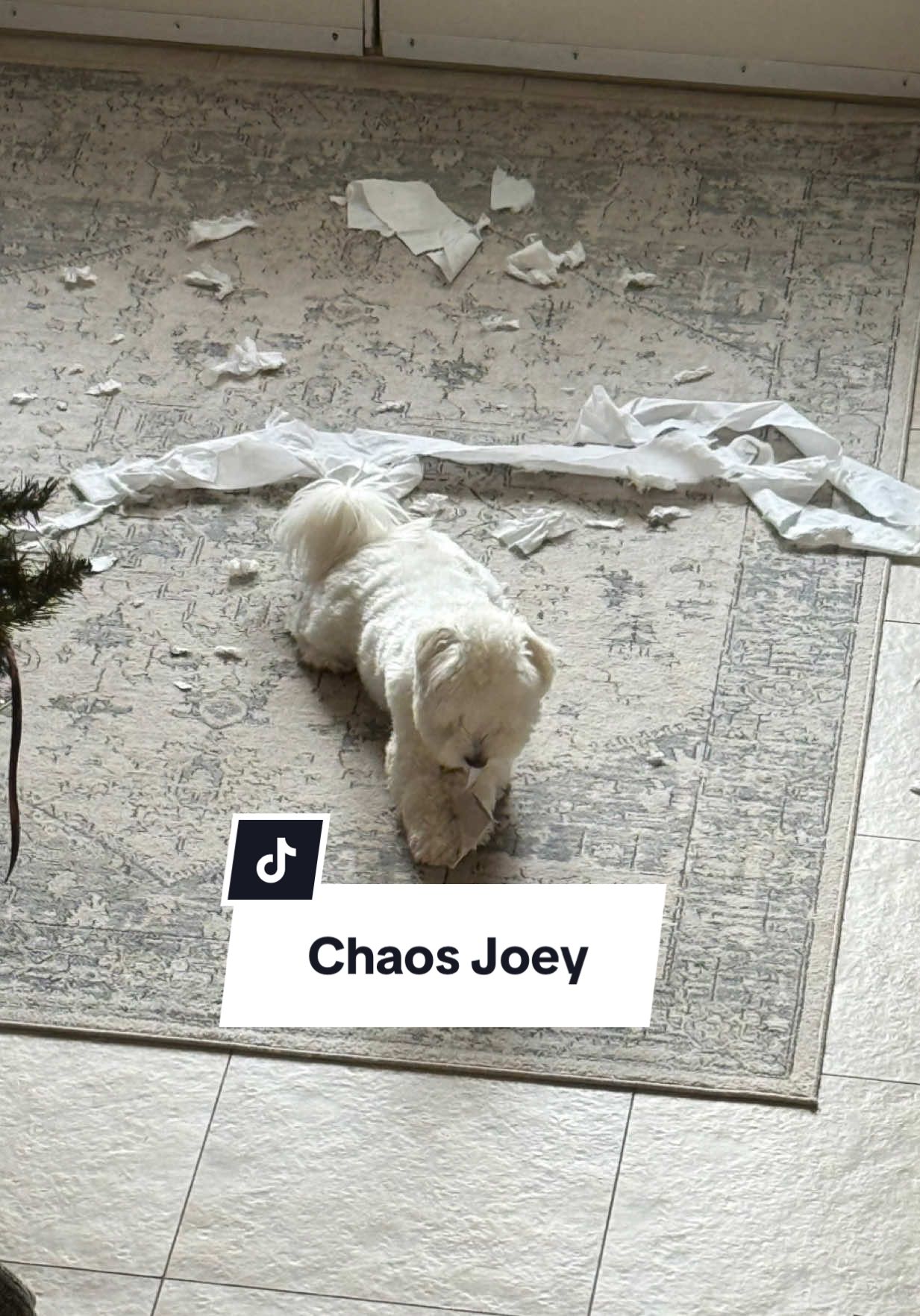 Can confirm the toilet paper did not survive 🤣 #cotondetulear #whitedog #funnydogvideos #cutestdogs #dogsoftiktok 