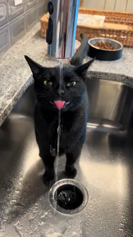 I wanna wish you a merry sinkmas #cat #cats #blackcat #blackcats #catlover 