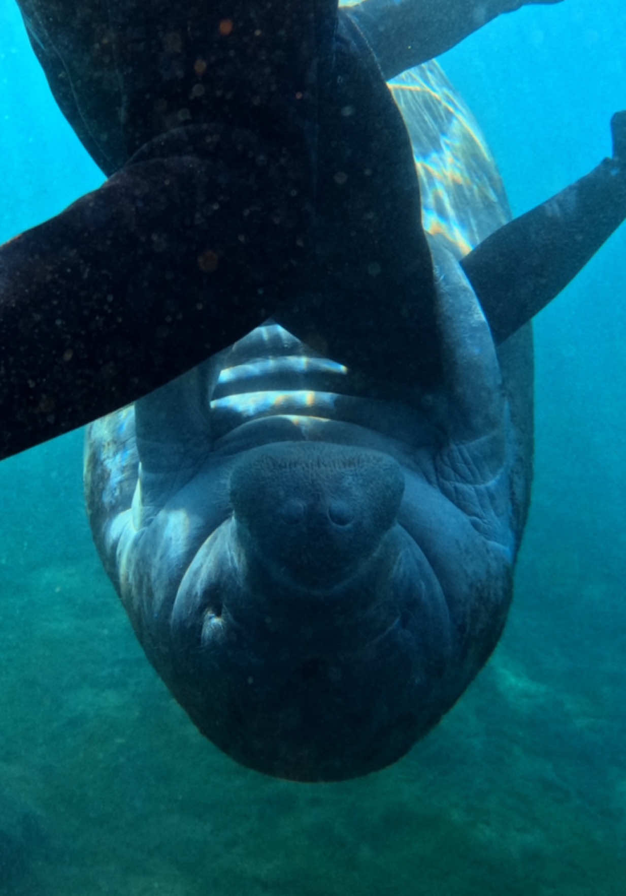 Manatees give a whole new meaning to Florida WILDlife #funnyanimals #manatees #manateehug 
