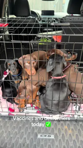 #fyp #fypシ #doberman #dogsoftiktok #dobermansoftiktok 