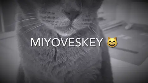 Miyovlardan mativatsiya😅// #Djumaev_💙 #mativatsiya #mushukvoynajim #kulgilivideolar #yozuvli_videolar 