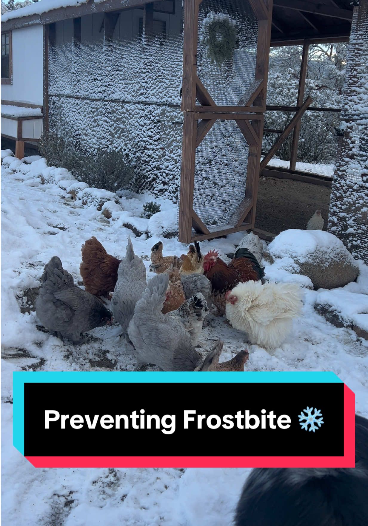 Some ways to protect your chickens from frostbite this winter! ❄️🐓✨ #frostbite #winter #chickens #chickensoftiktok #tips 