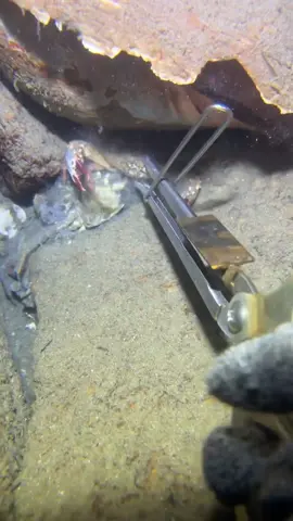 Fishing at the bottom of the sea