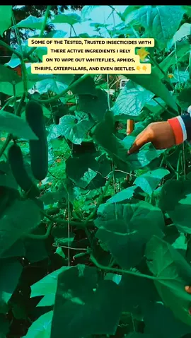 When it comes to pest control, I don’t rely on guesswork or trial and error. The insecticides shared in this video are tested and trusted options I use based on their active ingredients and mode of action, not just brand names. These insecticides are effective against major vegetable pests such as whiteflies, aphids, thrips, caterpillars, and beetles—pests that can seriously reduce yield if not controlled early and correctly. One important thing every serious farmer should understand is that rotation matters. Repeated use of one active ingredient encourages resistance, which is why combining or rotating insecticides with different modes of action gives better, long-term results. Also, timing and dosage are critical. Applying the right insecticide at the right growth stage, following recommended rates, and maintaining proper spray intervals makes a huge difference in effectiveness. The goal is not to spray blindly, but to spray strategically. Which of these insecticides have you used before, and on what crop? Share your experience in the comments 👇#farmingtips #cropprotection #pestcontrol #insecticide #vegetablefarming 