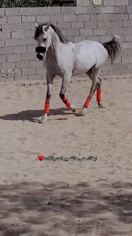ابغاك مني ماتضيع انت بالذات♥️💤 #فروسيه #تبوك #خيل_وخياله🐎 