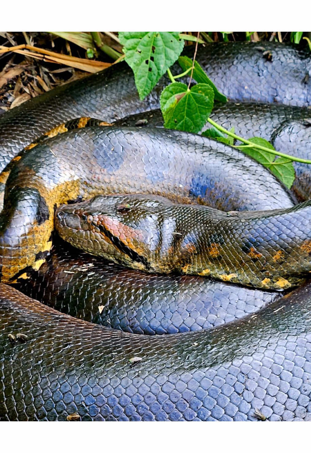 🐍 Huge Anaconda spotted in the Añangu Creek by our guide @amoralitus 😎📸🙌🏻 A truly wild and surprising moment in the Ecuadorian Amazon!! 🌿 #napoculturalcenter #yasuninationalpark #anaconda 