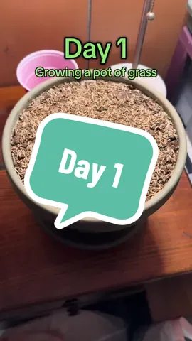 We’re going to log the journey from seed to a fully mature blade of grass! Be sure to follow so you can watch the progress! #lawncare #fyp #lawncarelife #grass #lawnmaintenance 