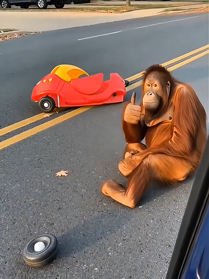 Orangutan's First (and Last) Driving Lesson 🚗😂 #fyp  #foryou  #viral  #trending #tiktokviral #explore #animals  #animalsoftiktok #wildlife #cuteanimals #funnyvideos #reels  #shorts #viralvideo #mustwatch  #amazing  #funny  #wow 