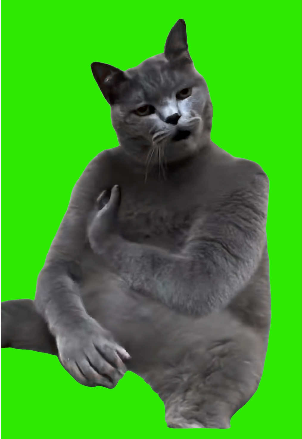 AI Cat Slaps Himself Green Screen Template 👋 Cat Slapping Himself Original #NazarMemes #CatSlappingHimself #CatSlapsHimself #CatSmackingItself #Memes