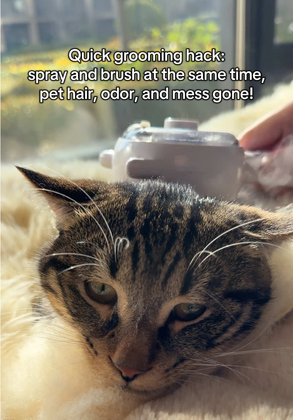 Quick grooming hack:spray and brush at the same time,pet hair, odor,and mess gone!#petbrush #meowmeow #petsupplies #pup #catlovers 