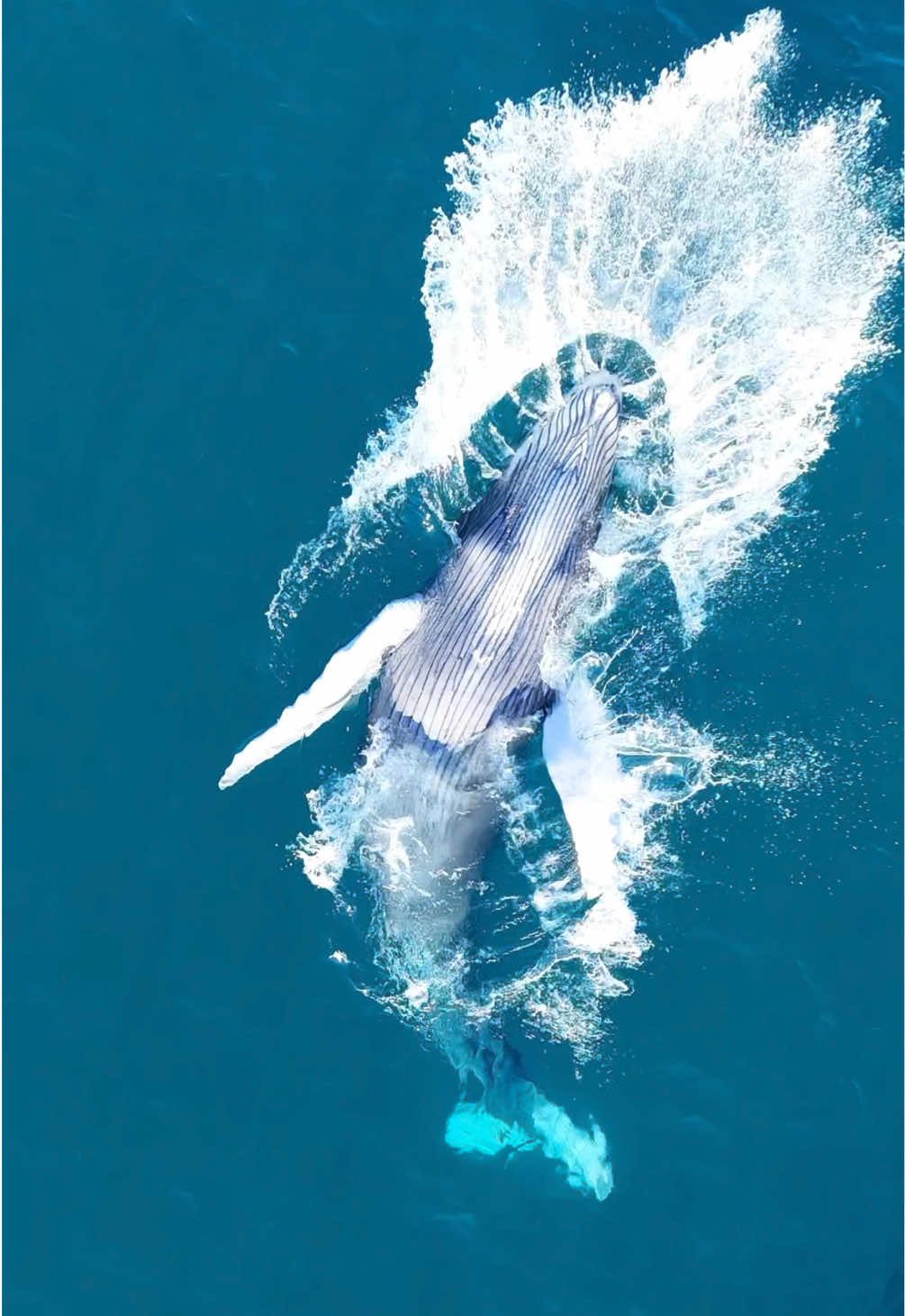 🤩una ballena nadando junto a su cría, mientras la pequeña no dejaba de saltar fuera del agua una y otra vez 🐋💙 #fypシ゚viral #lapaz #Ballenas #MagiaDelMar #fyp #viral #GolfoDeCalifornia #naturaleza #ocean #laventana #elsargento #BallenasJorobadas #oceansafari 
