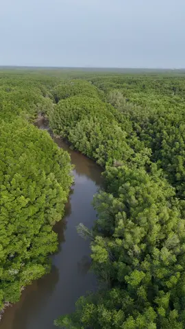 Plot twist: not the Amazon 😌 It’s a mangrove reserve in the Mekong Delta, Vietnam 🇻🇳🌴#VietnamNature 