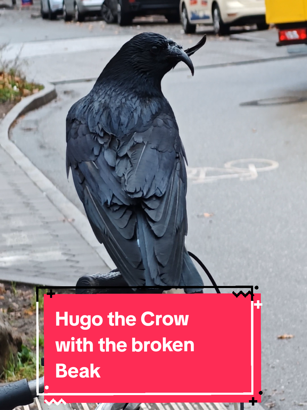 Hugo the Crow Part 11 In the last few days, I’ve been seeing Hugo more and more often 🥰🖤🐦‍⬛ #bird #crow #crowtok #raven #hamburg