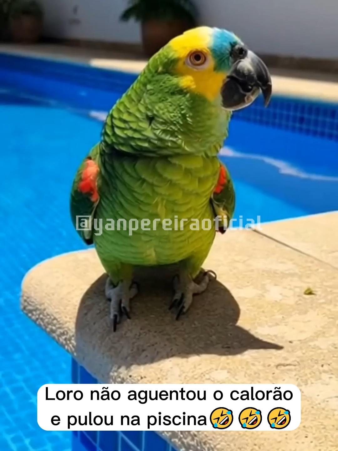 Loro não aguentou o calorão e pulou na piscina 🤣🤣🤣 #humor #papagaio #papagaioengraçado #videoengraçado #verão #calor #piscina #shorts #comedia #viral #trend #videoviral #risadas #animaisengraçados #humorbrasileiro #zoeira #brasil #momentosengraçados #animalengraçado #pets #zoeira #animals #petsbrasil #risadas #cotidianoengraçado #bagunca #humorbrasileiro #fyp #explore #pet #tiktokbrasil #shortbrasil #tiktokviral #shortsviral #foryou #explorar