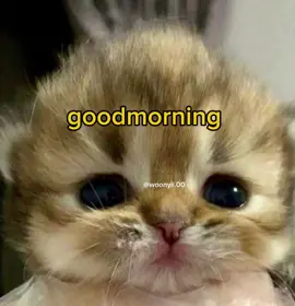 poor broccoli  #meme #cute #cats #funny #voiceacting 