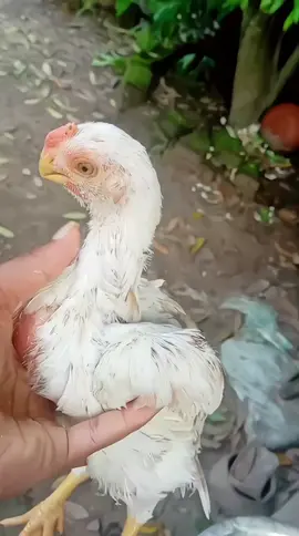 #tiktok #viral #please #foryou 