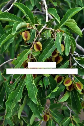 GÔLÔBÈ : l’arbre aux bienfaits exceptionnels expliqué dans l’émission Faïda.  #ankajiriw #faida #shorts #fyp 