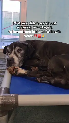 Please follow,share and comment to help Willow #doglovers #shelterdogs #frypgシ 