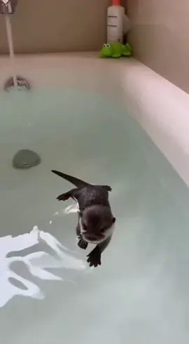 #cutebaby #PetsOfTikTok #pet #share #animals 