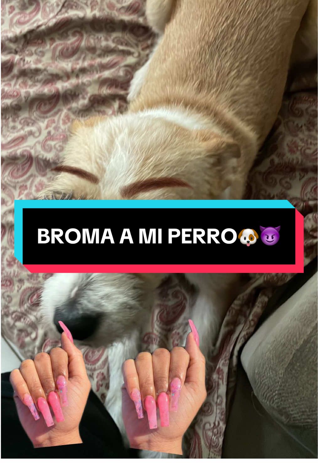 Comenta más bromas con kira😛 #bromapolinesia #broma #petlover #fyp 