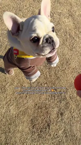 Auto-play,fully charged!😃#fyp #dogtoy #pettoys #smartball #PetsOfTikTok 
