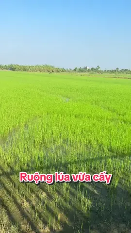 Ruộng Lúa Mới Cấy – Biểu Tượng Của Sự Sống Và Niềm Hy Vọng Trên Đồng Quê Việt Nam Ruộng lúa mới cấy với những hàng mạ non xanh mướt, thẳng tắp trên nền nước xâm xấp là hình ảnh đặc trưng cho sự khởi đầu của một vụ mùa mới, mang theo bao kỳ vọng về một kỳ thu hoạch ấm no của người nông dân. Vào những ngày đầu vụ, mặt ruộng như một tấm gương khổng lồ phản chiếu bầu trời, điểm xuyết bởi những mầm lúa nhỏ bé nhưng đầy sức sống mãnh liệt. Những cây mạ xanh rì được cấy tỉ mỉ, đều đặn tạo nên những đường kẻ chạy dài tít tắp, tạo nên một bức tranh phong cảnh hữu tình, bình yên và mộc mạc của làng quê. Hình ảnh này không chỉ gợi nhớ về sự cần cù, chịu khó của người lao động mà còn mang lại cảm giác thư thái, dễ chịu cho bất kỳ ai có dịp ngắm nhìn. Sắc xanh non của lúa hòa cùng mùi bùn đất và hương gió nội tạo nên một nét đẹp văn hóa lúa nước bền vững, gắn liền với tâm hồn và bản sắc con người Việt Nam từ bao đời nay. #RuongLuaMoiCay #DongQueVietNam #MuaVuMoi #PhongCảnhLàngQuê #LúaNon 