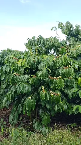 về quê anh trồng cà phê k em?#xuhuong #trending #coffee #nông dân #cà phê đa thân thả ngọn 