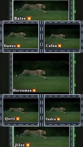 🦁🦁🦁🦁🦁