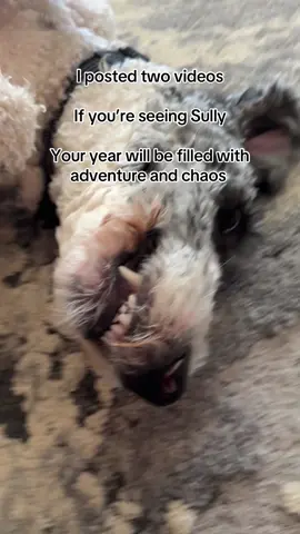 TikTok chose your 2026 dog, which one did you get?! 👀🐾 don’t argue with the algorithm! 