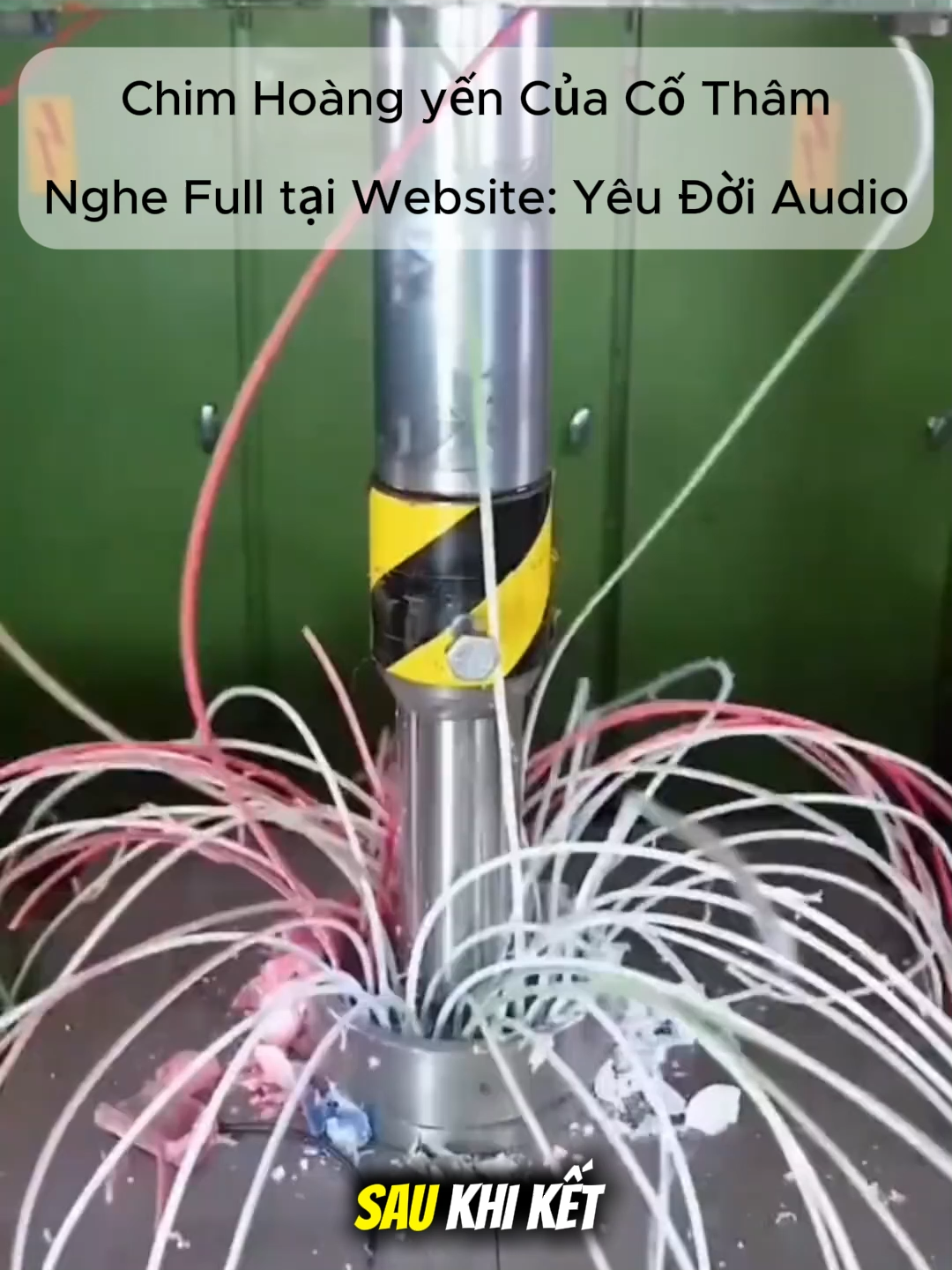 Chim Hoàng Yến Của Cố Thâm #ngontinh #truyenaudio #xuhuong #tienggoiaudio #yeudoiaudio