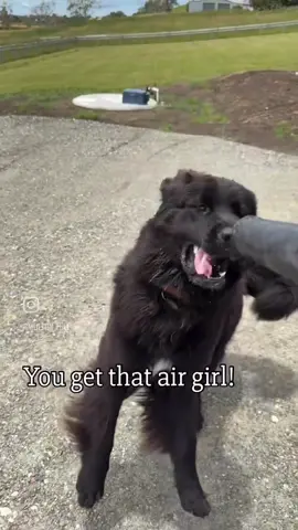 Nova V Leaf Blower… One of her favourite games to play 😆 #dog #funnydog #fun #newfoundland #crazy