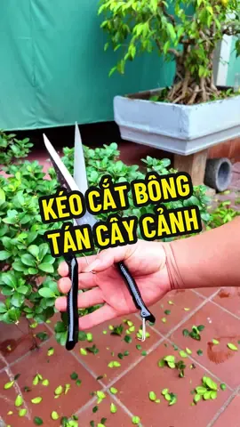 Kéo đại cắt bông tán cây cảnh, tỉa bông răm cây cảnh #dungcubonsai #dungcucaycanh #bonsai #lamvuon 