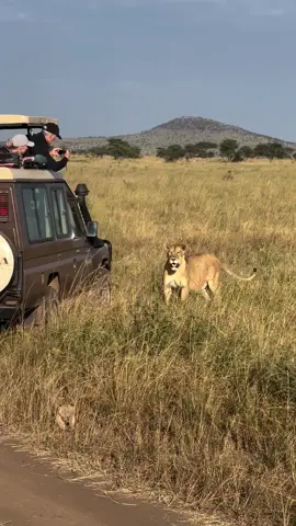 Face to face with lions in the Maasai Mara 🦁 Experience raw nature, epic game drives, and unforgettable safari moments in Kenya’s most famous national park. Book your safari with us today. 🌍 https://balsonstours.com/ 📞 +254 784 756 525 | +254 116 936 948 📧 info@balsonstours.com #MaasaiMara #SafariTikTok #LionSafari #KenyaSafari #WildlifeTok #AfricanSafari #TravelAfrica #NatureTok #BalsonsTours