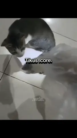 #tikus#kucingtakut#corecore#memestiktok#ngakakkocak 