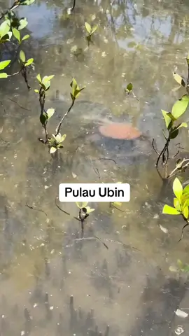 The fish eating th monster crab#crabs #mudcrab #crabhuntersg #singapore 