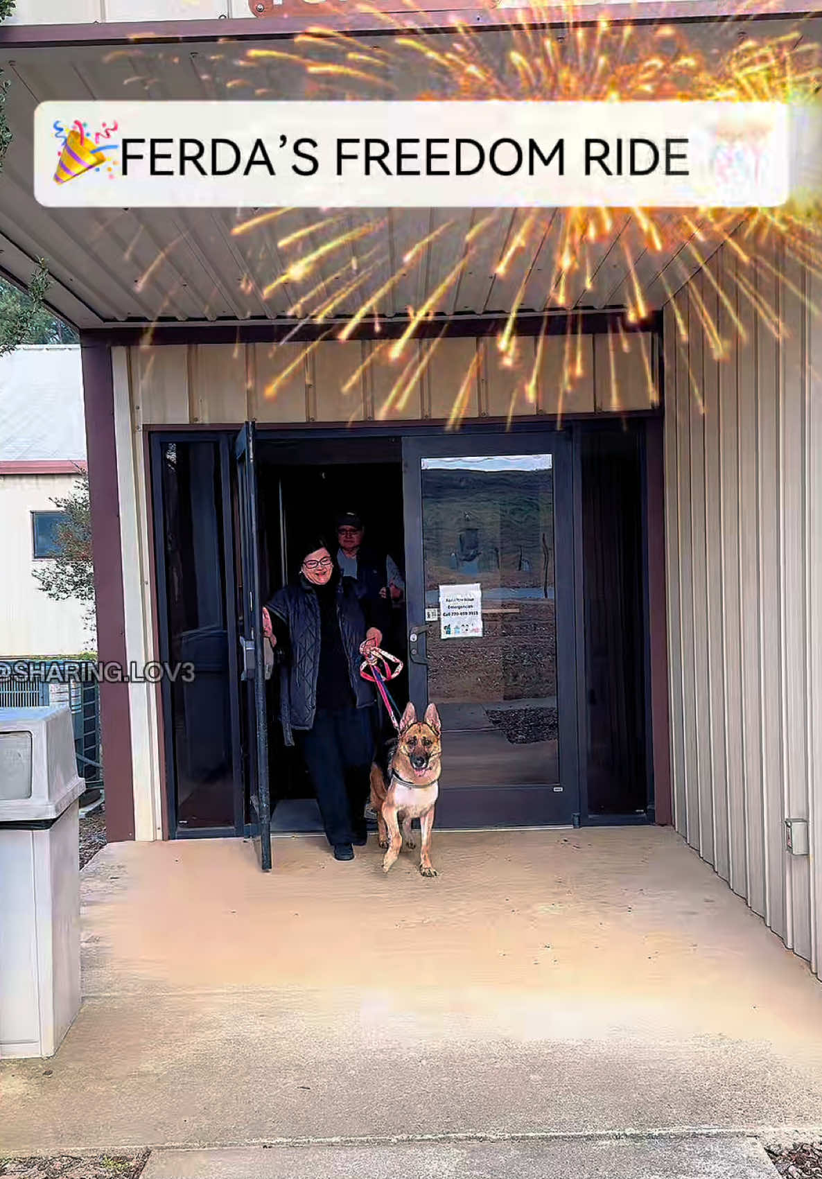 Replying to @Sharing Lov3  Thank you, from the bottom of my heart, to every single person who watched Ferda’s video, shared it, sent messages, called the shelter, or even showed up hoping to adopt her. More than 5 million people across all platforms saw her story, and the amount of love and support around this girl was overwhelming. It truly shows how powerful this community is. Because of that village, Ferda found an incredible home. When Susan @susangunnphotography saw her video all the way from Florida, she knew Ferda was meant to be part of her family and that she was meant to help heal Ferda’s broken heart. She immediately asked her sister Amy @amygbortle to go to the shelter the very next morning to save her, while her wife Leah @itsabeachinlife was already on the road making a six-hour drive each way. Leah picked Ferda up from Amy and drove her back to Florida, where she finally met her whole family. She now has senior dog brothers, cat siblings, and a beautiful backyard overlooking a lake. They live close to the beach, where she will get to feel the sand and the ocean often. She is surrounded by love, patience, and joy. Her new family decided to rename her Astrid, believing that a new name could represent a fresh start and a brand-new chapter, especially since she seemed sad when called by her previous name. Just when you think this family could not be any more amazing, Doc @doc.torrance , who is also part of their family, showed up first thing in the morning to become Cheecho’s foster dad. I also want to gently remind everyone to please lead with compassion and not judgment. Ferda’s previous family was completely heartbroken to surrender her. They tried everything they could and truly had no other option. They left a detailed note sharing her routines, her favorite things, her tricks, and how deeply she was loved. They also left a box filled with all of her favorite toys, which we made sure went home with her to Florida. She lived a very happy life and was deeply cared for. Surrendering her on New Year’s Eve was devastating for them. Thank you for being part of her story. • • #sharinglove #dog #adopted #gsd #germanshepherd