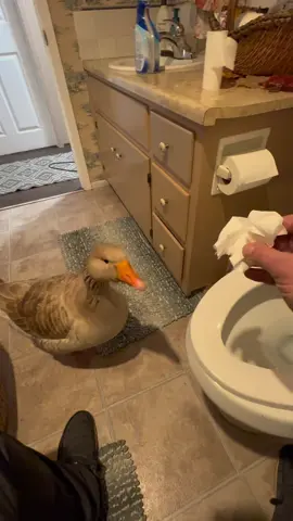 Magic 🪿🚽#goose #pets #toilet #magic #sillygoose 